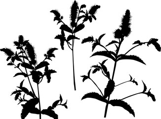 326x240 Peppermint Plant Outline On Black