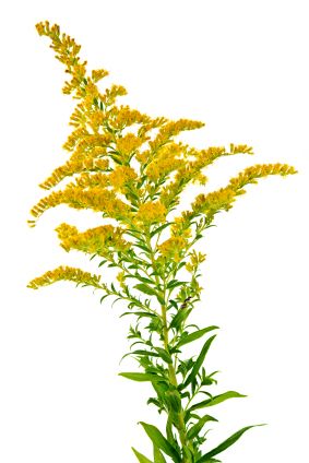 283x424 Solidago