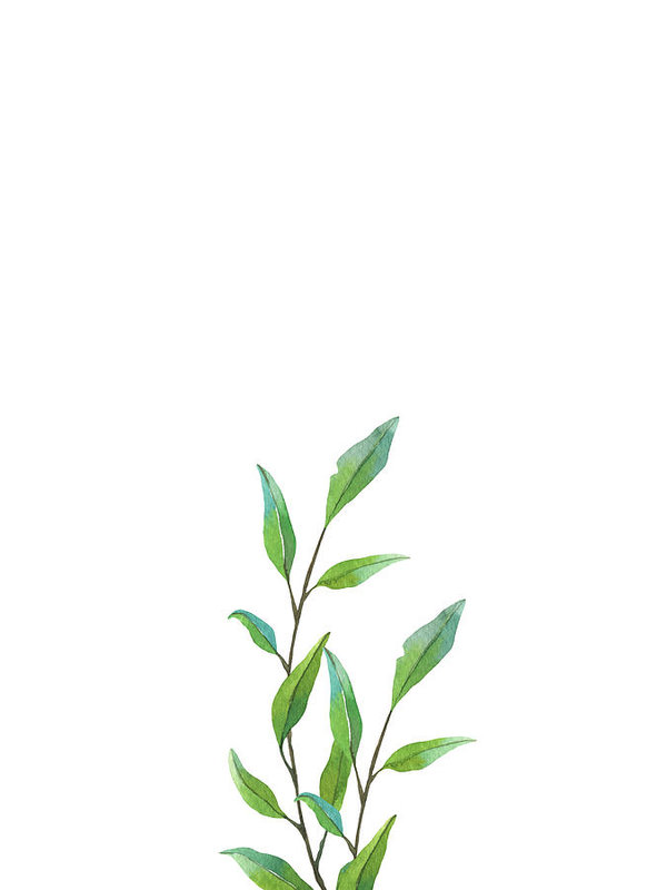 600x800 Beautiful Green Branches Real Watercolor Painting Art Print