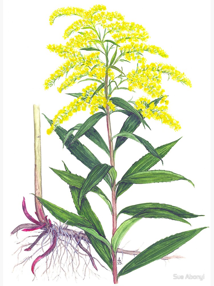 750x1000 Goldenrod