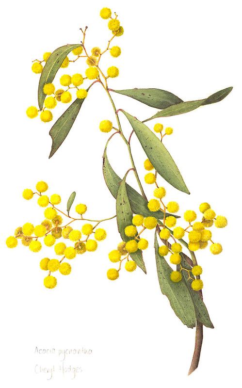 499x800 Acacia Pycnantha