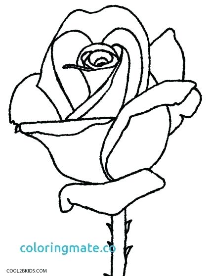 427x558 Northern Cardinal And Goldenrod Kentucky Bird And Flower