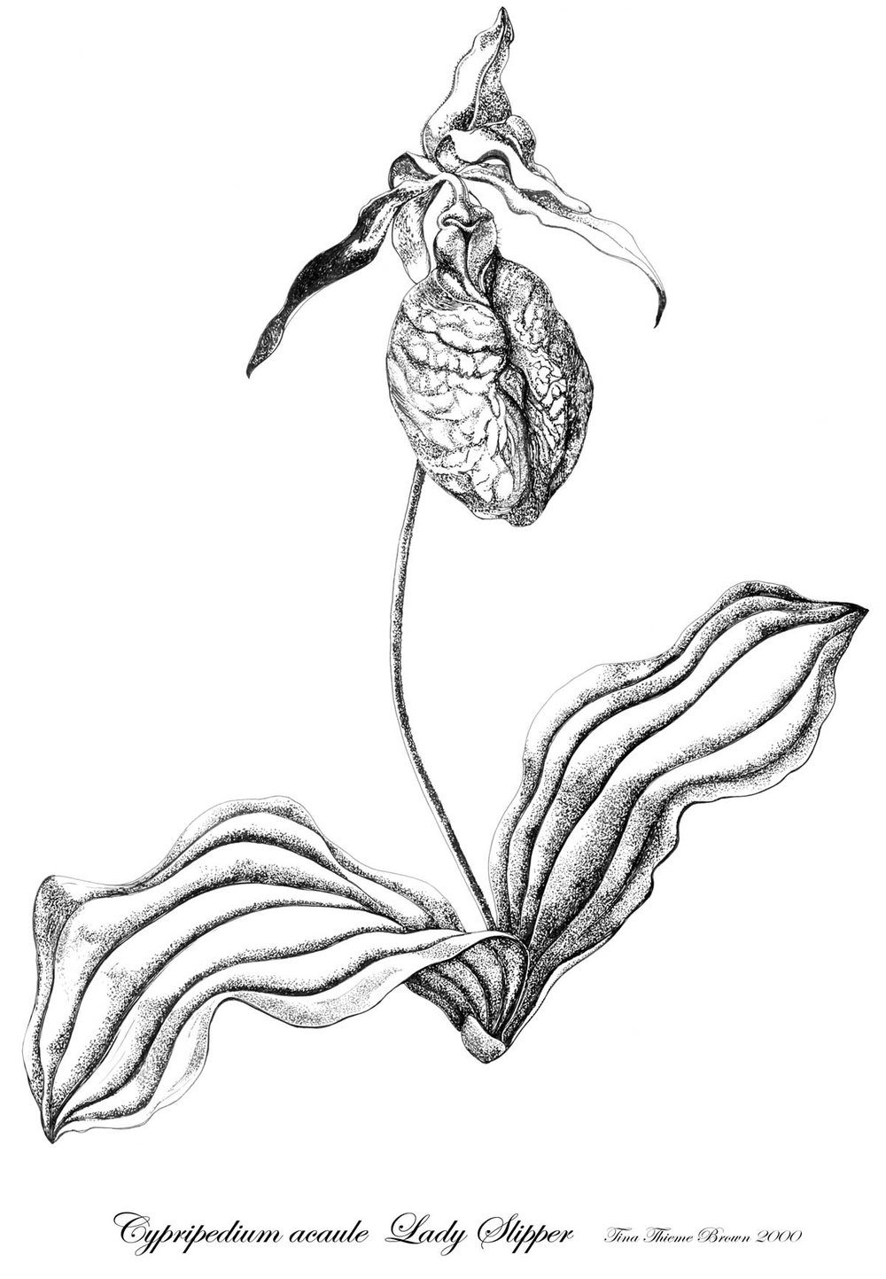 1000x1443 Sugarloaf Books Gallery Tina Thieme Brown