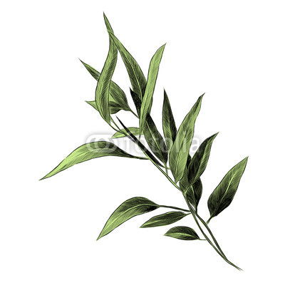 400x400 Eucalyptus Leaves Sketch Vector Graphics Color Buy Photos Ap