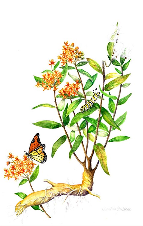 475x753 Botanical Watercolors