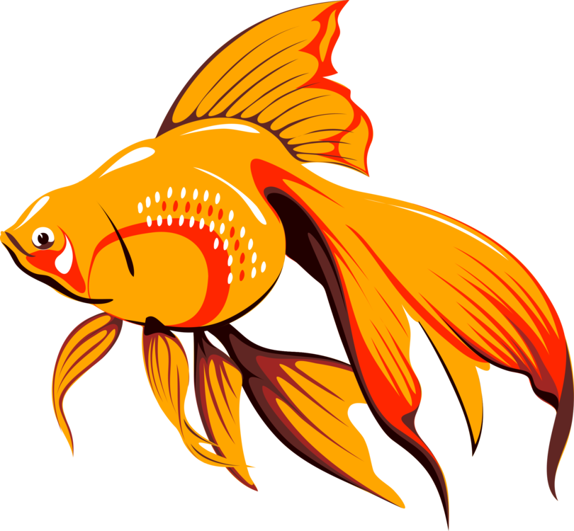 810x750 Goldfish Download Drawing Computer Icons Cc0