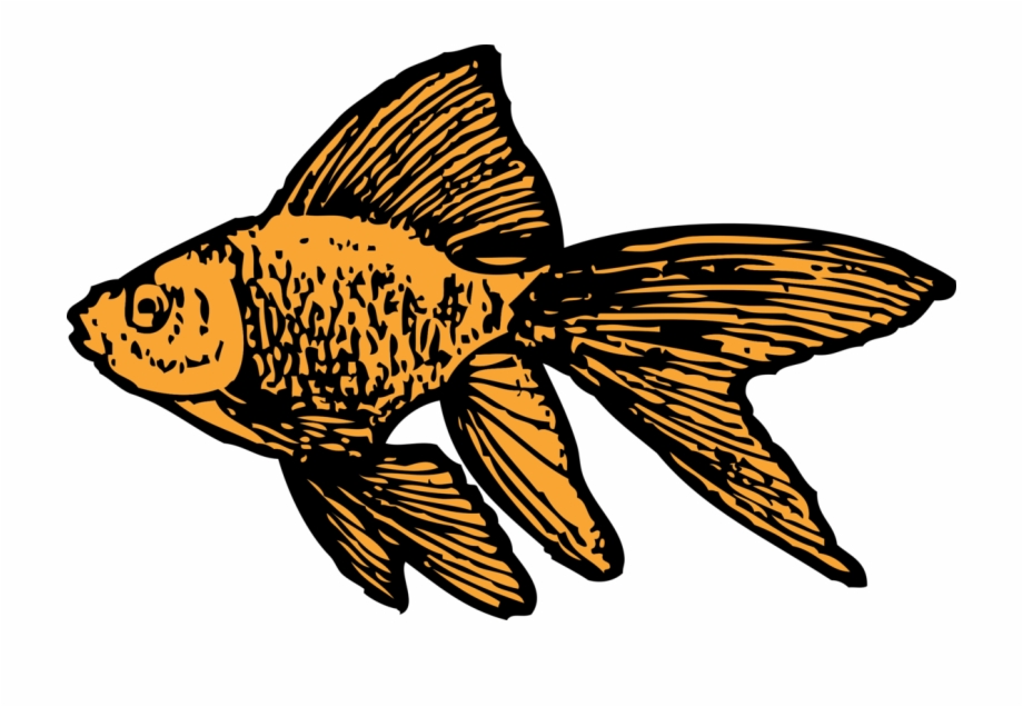920x636 Goldfish Download Ornamental Fish Drawing