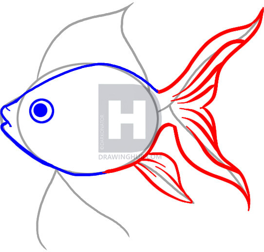 542x519 How To Draw A Goldfish, Step