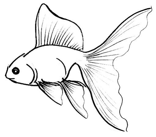 510x449 How To Draw A Gold Fish
