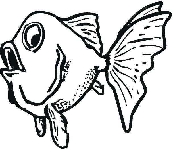 609x525 Goldfish Drawings