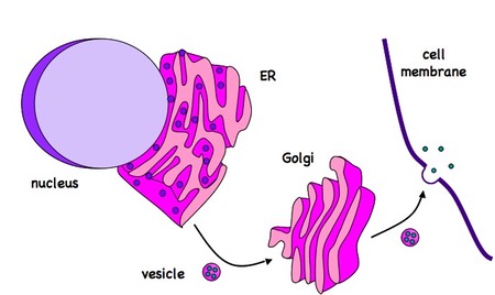 Golgi Apparatus Drawing