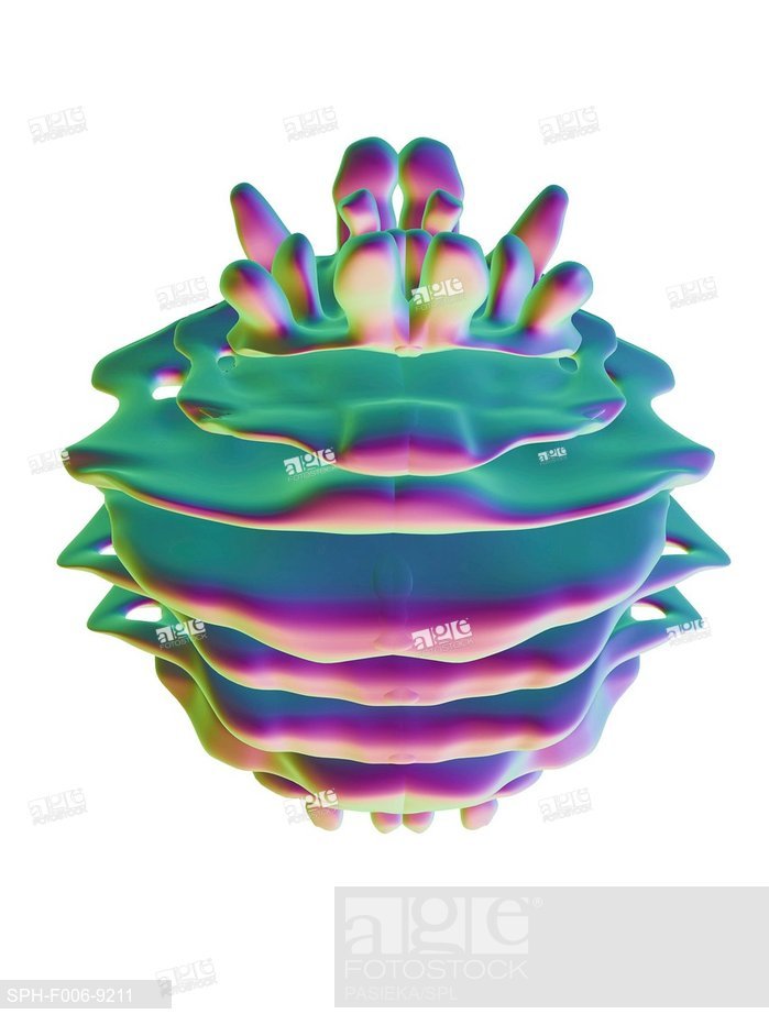 699x932 golgi apparatus stock photos and images age fotostock