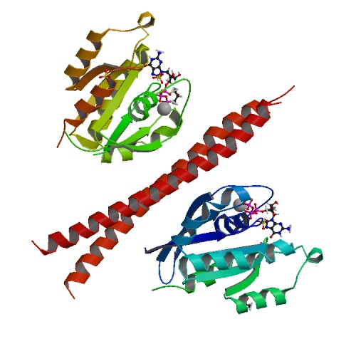 500x500 Human Cancer