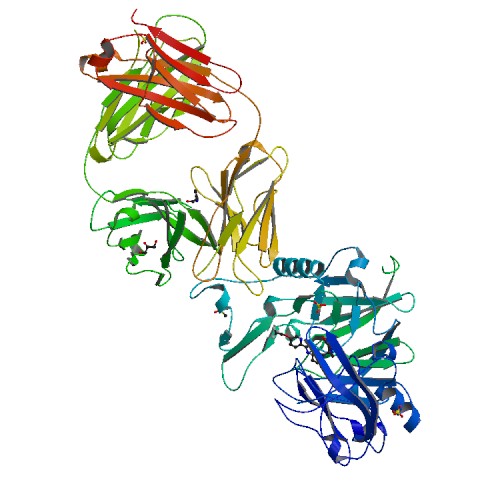 500x500 Human Cancer