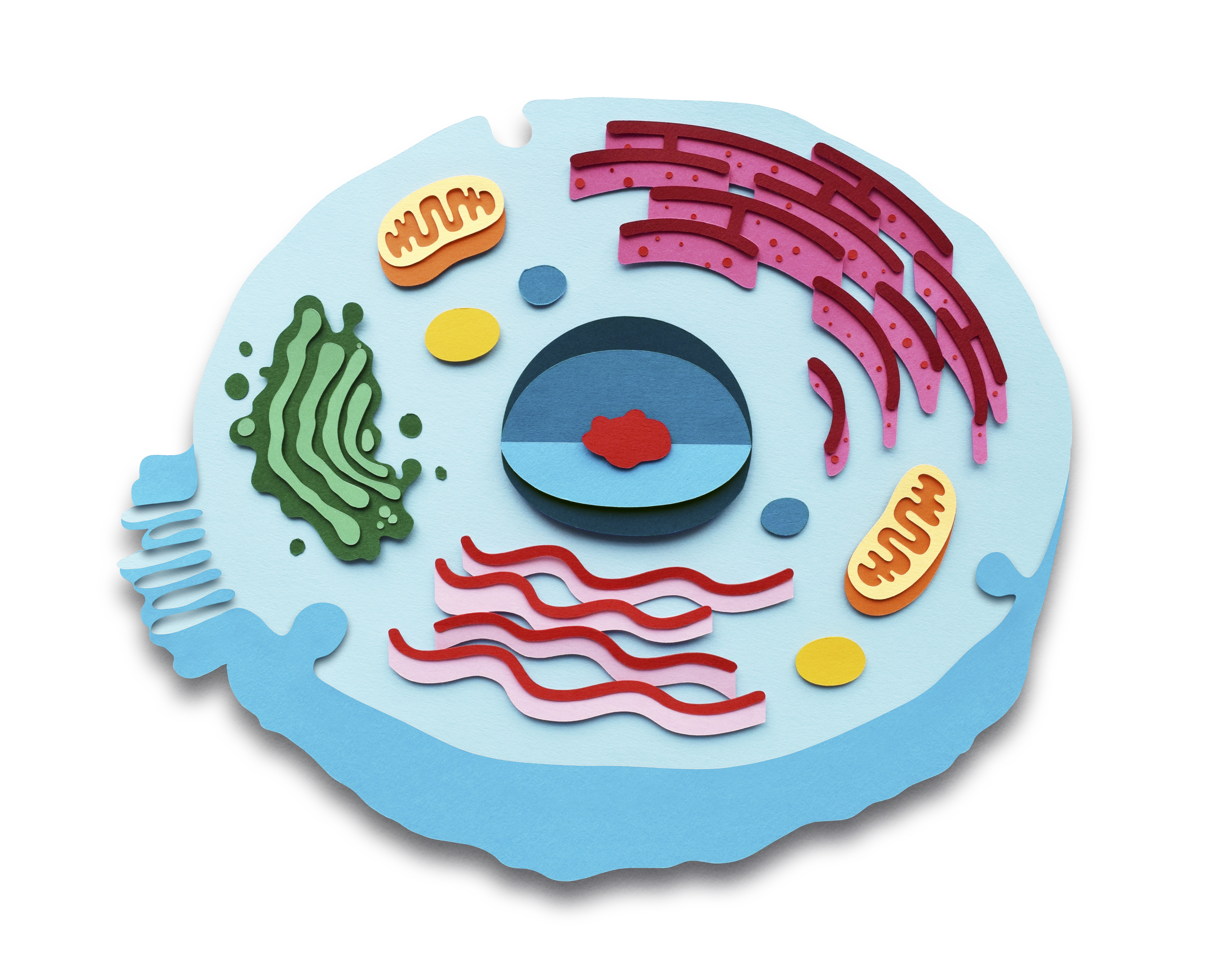 5906x4724 relationship between cell structure function sciencing