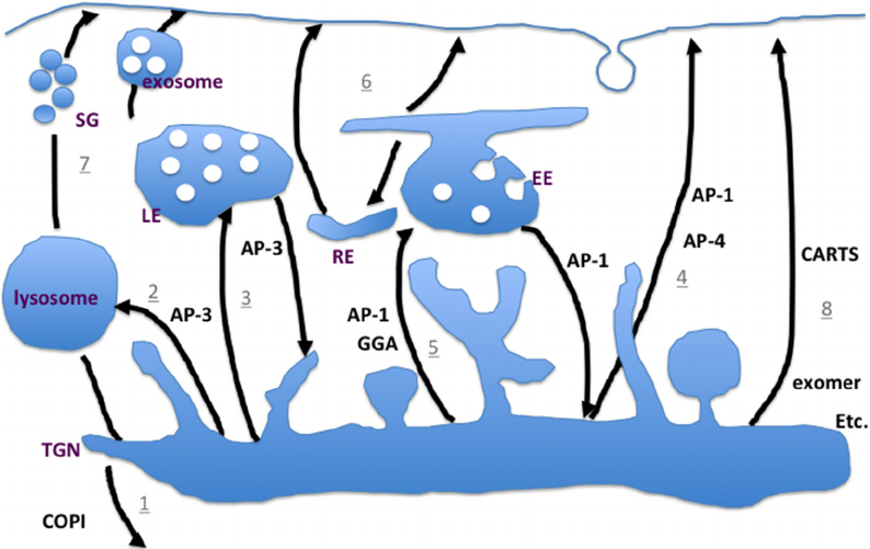 794x501 Schematic Drawing Of The Exit Pathways From The Trans Golgi