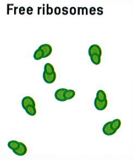 267x319 Test Bisv Ib Biology