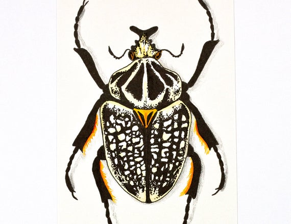 570x439 Items Similar To Ornate Goliath Beetle