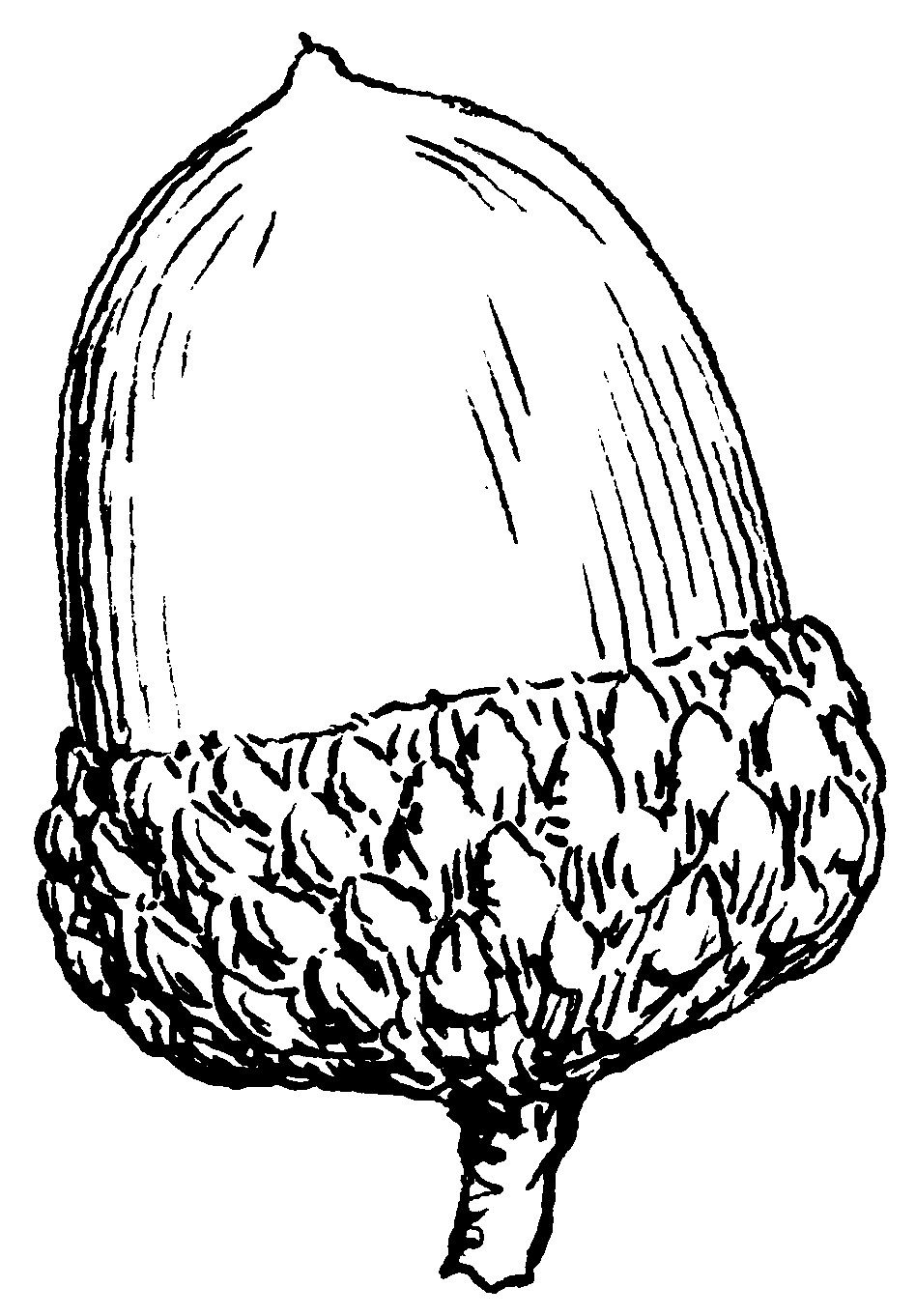 948x1362 Drawings Acorn Drawing, Acorn Tattoo