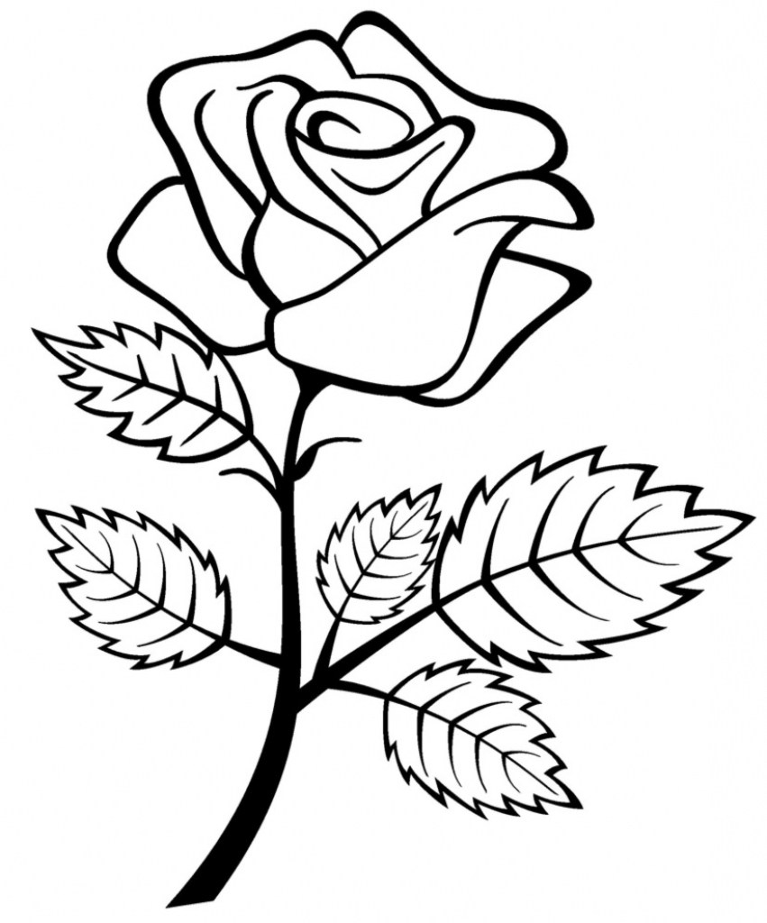 851x1024 Huge Collection Of 'rose Easy Drawing' Download More Than