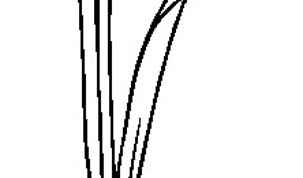 1024x600 Snowdrop Coloring Pages Snowdrop Drawing Google Search Drawing