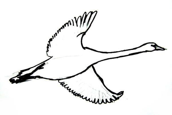 600x403 flying goose picture raskraski in goose drawing, drawings