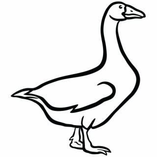 320x320 hd kisscc0 magpie goose duck black swan canada geese