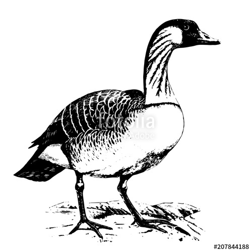 Goose Drawing | Free download on ClipArtMag