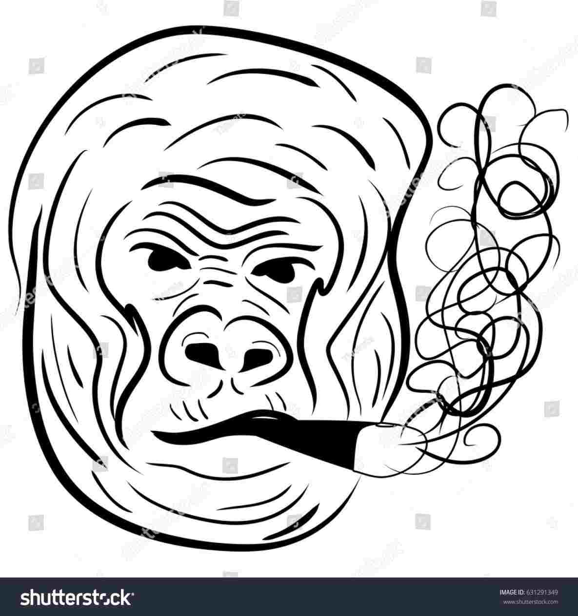 1185x1264 Gorilla Drawing Face