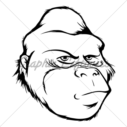 500x500 Gorilla Head Bw Gl Stock Images