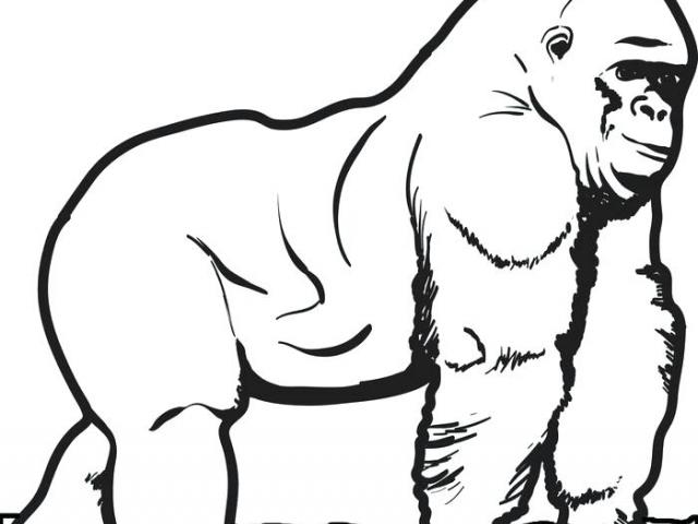 640x480 Drawn Gorilla Free Clip Art Stock Illustrations