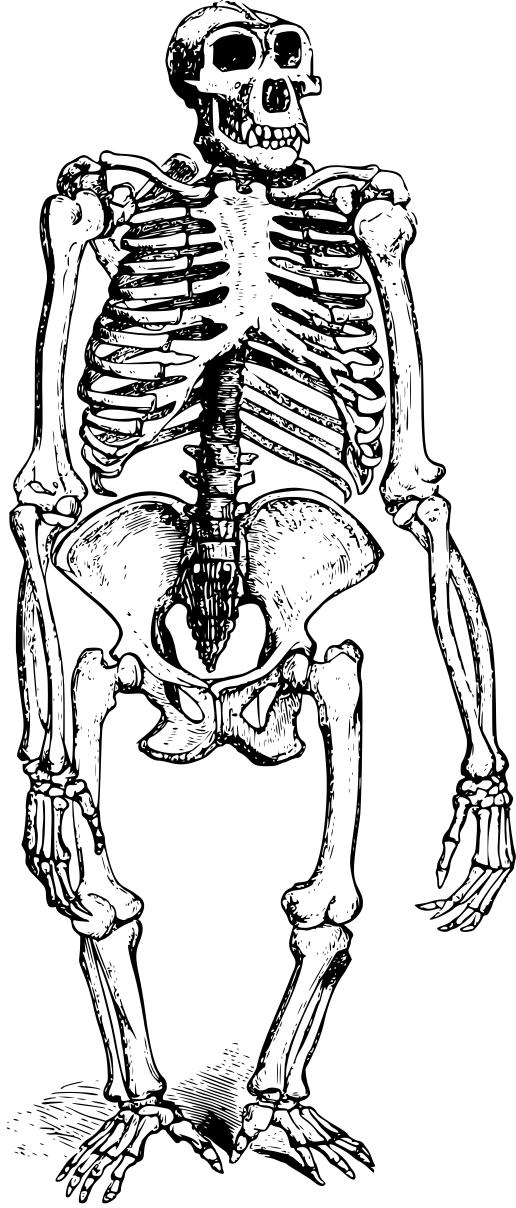 516x1208 Gorilla Skeleton Clipart
