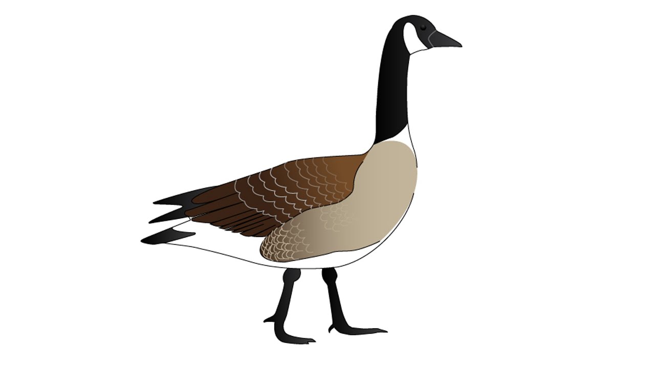 1280x720 How To Draw A Goose