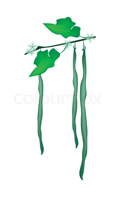 480x800 Vegetable, An Illustration Of Fresh Stock Vector Colourbox