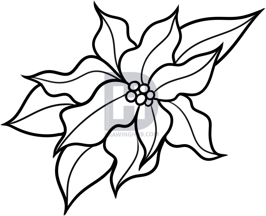 882x718 How To Draw A Christmas Flower, Step