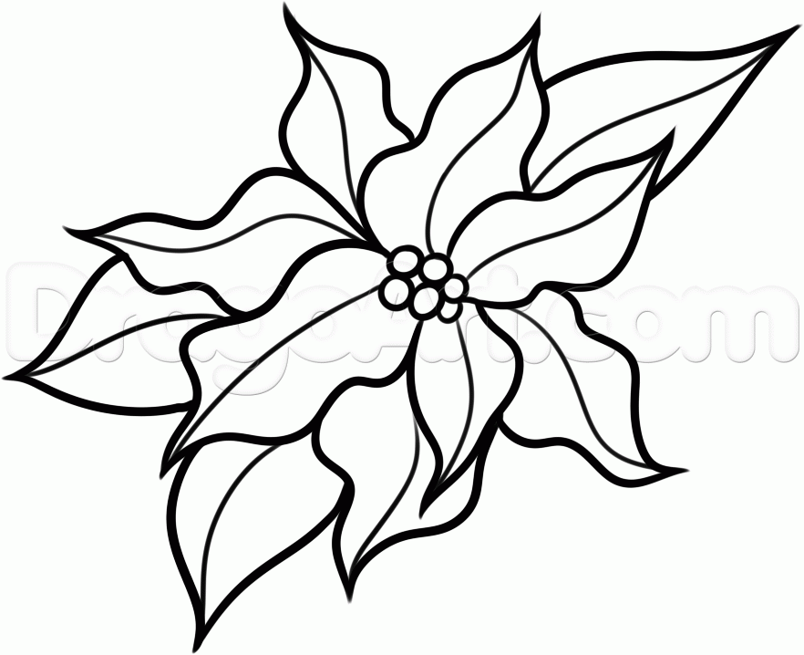 882x718 Step How To Draw A Christmas Flower