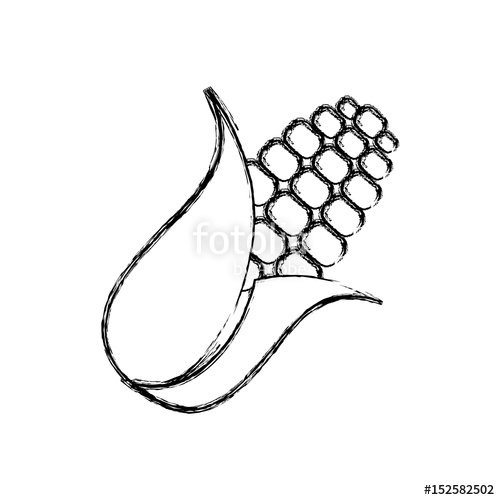 500x500 Corn Food Grain Vector Icon Illustration Graphic Design Stock