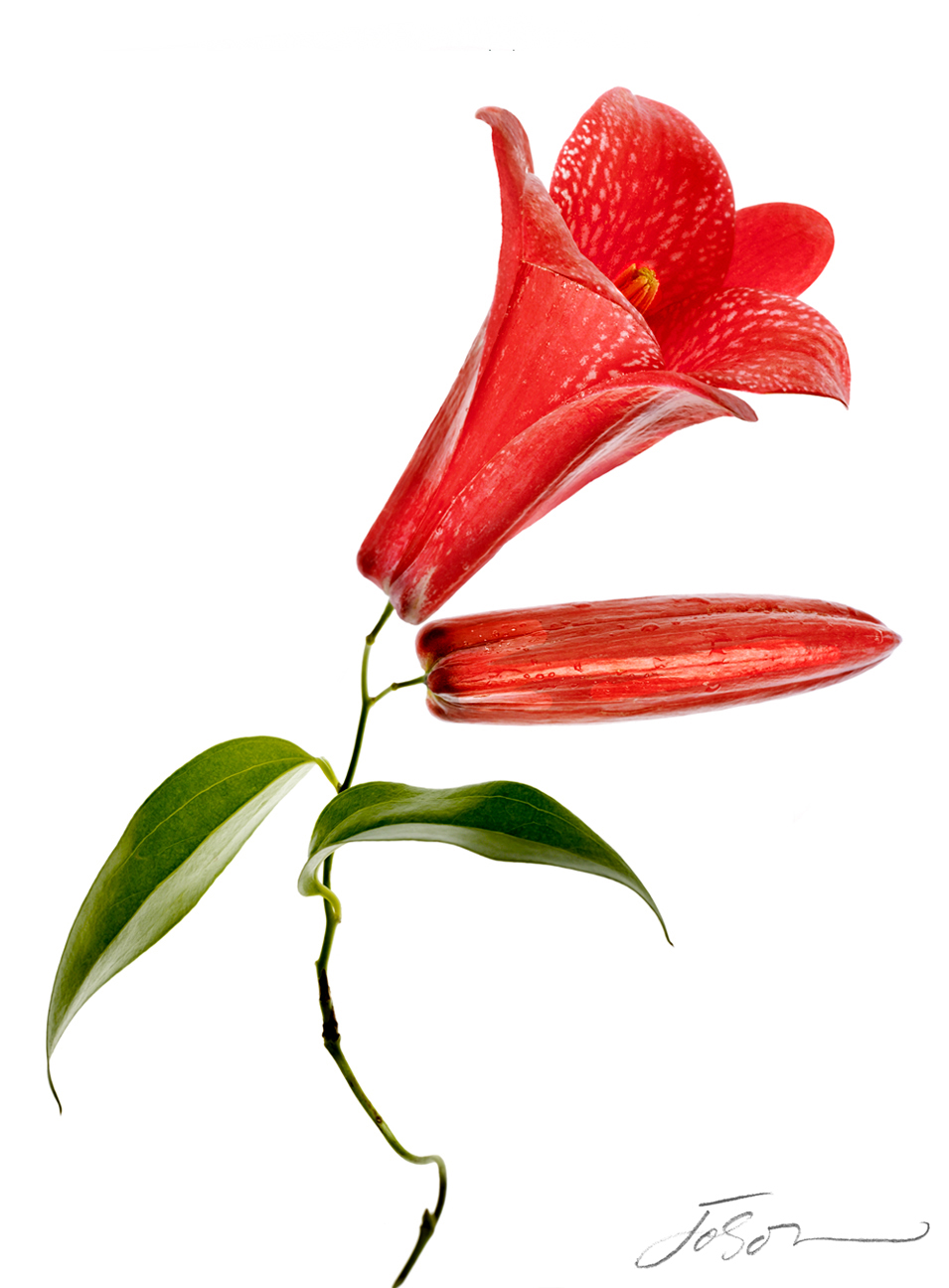 955x1296 Joson Iris Gallery