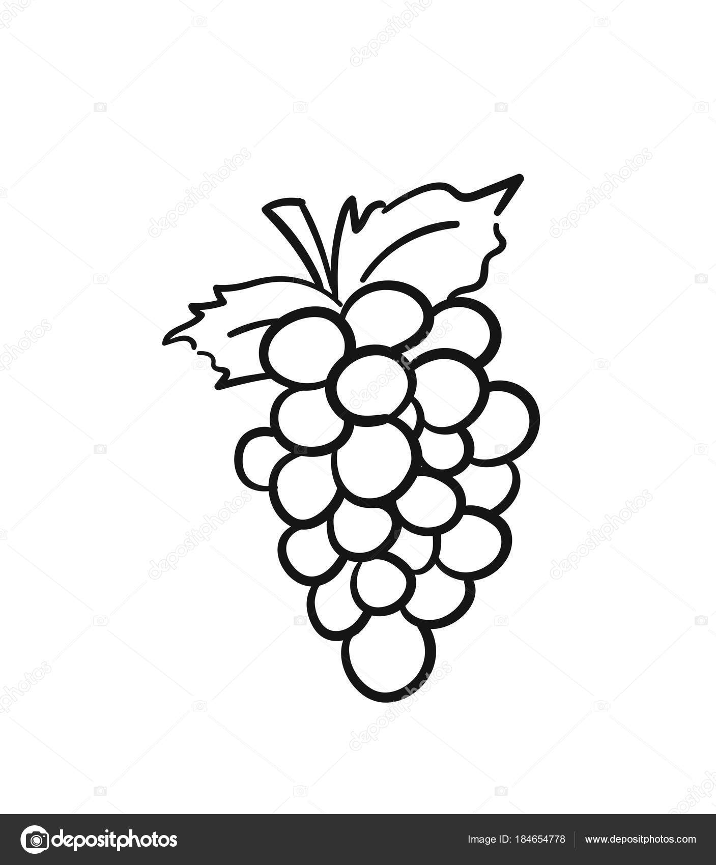 Grape Vine Drawing Free download on ClipArtMag