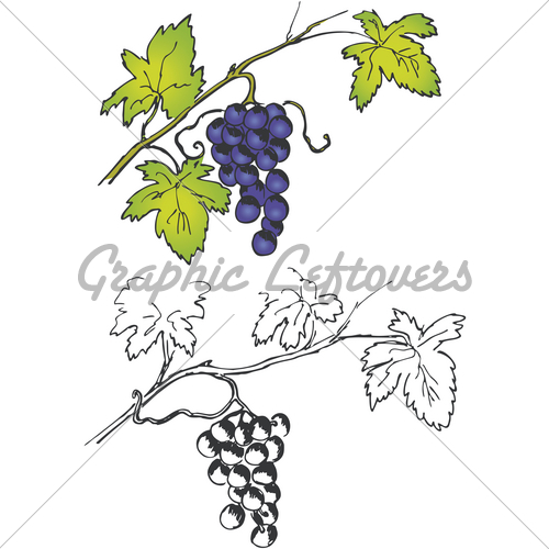 500x500 Grapevine Drawing Clipart