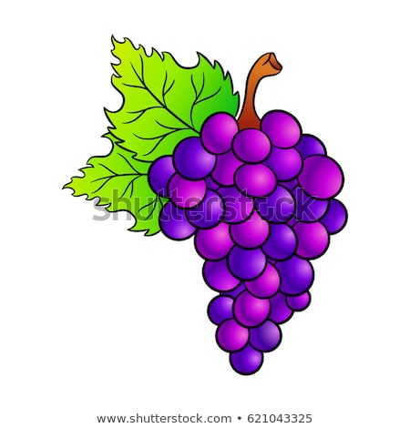 450x470 Huge Collection Of 'grape Drawing' Download More Than Images