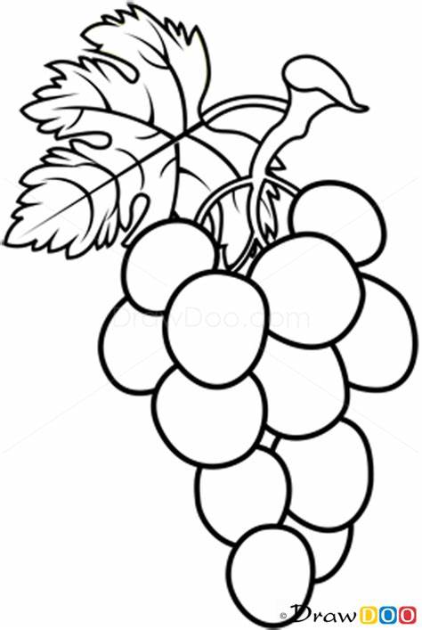 474x707 Huge Collection Of 'grapes Line Drawing' Download More Than