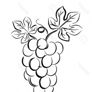 300x300 Photostock Vector Hand Drawn Vector Illustration Of Grapes Vine