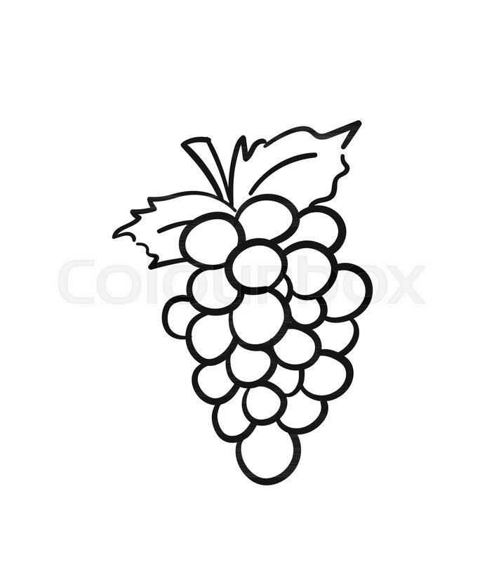 704x800 Bunch Of Grapes With Leaf Sketch Icon Stock Vector Colourbox