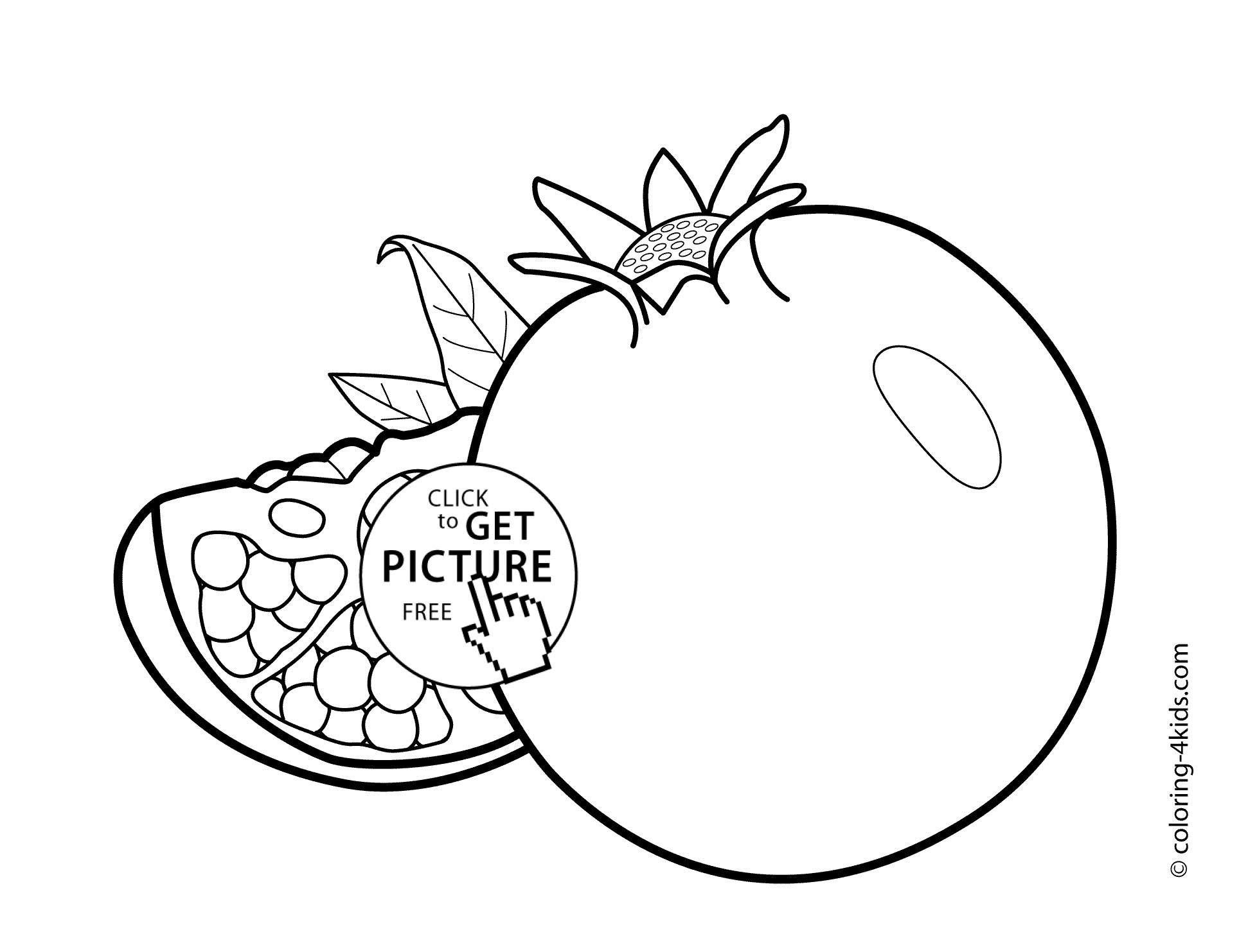 Grapefruit Drawing