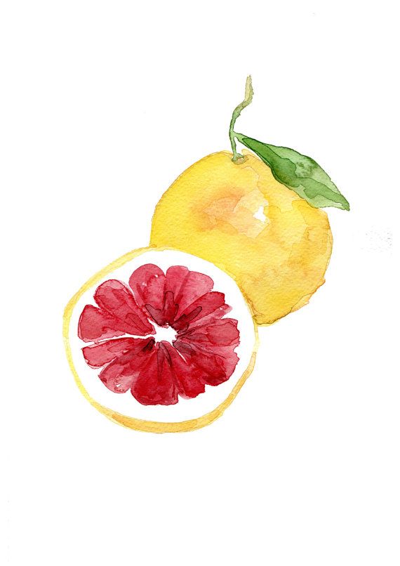 570x806 pink grapefruit art print, grapefruit watercolor print, citrus art