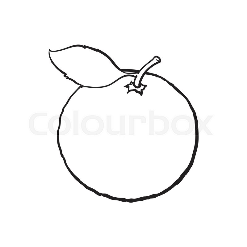 800x800 Whole Shiny Ripe Grapefruit, Orange Stock Vector Colourbox