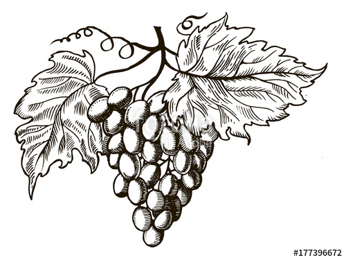 500x375 Grapes With Leaves Engraving Vector Illustration Stock Image