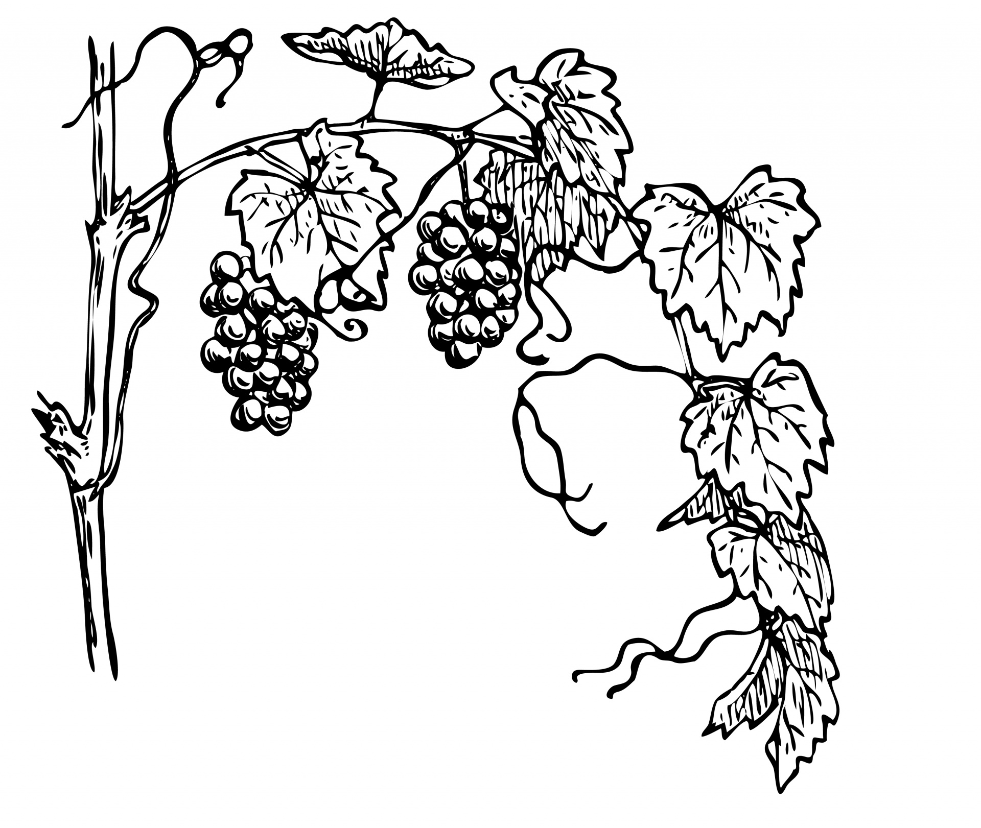 1920x1621 Grapevine, Grapes, Leaves, Line Art, Clipart