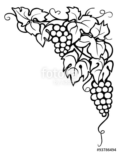 384x500 Vine And Leaves, Drawing Stock Photo And Royalty Free Images